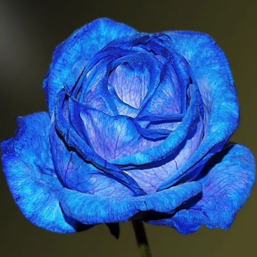 💥53% OFF 💙Blue Enchantress Mix Blue Rose Seeds✨