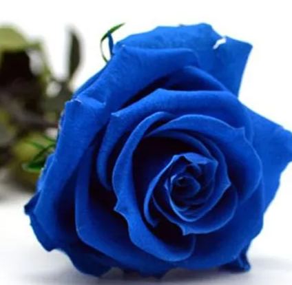 💥53% OFF 💙Blue Enchantress Mix Blue Rose Seeds✨