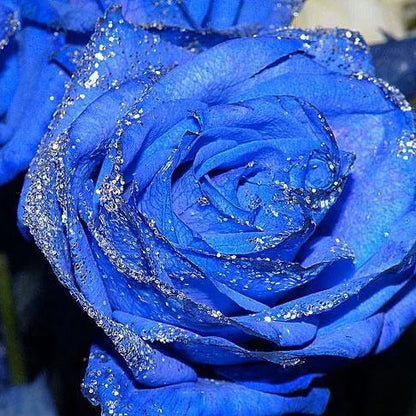 💥53% OFF 💙Blue Enchantress Mix Blue Rose Seeds✨