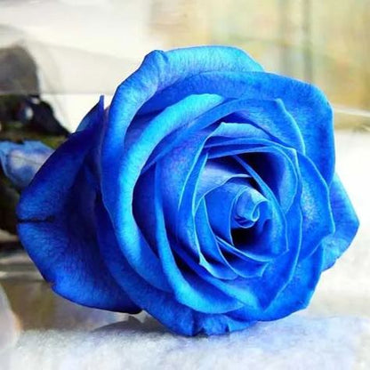 💥53% OFF 💙Blue Enchantress Mix Blue Rose Seeds✨