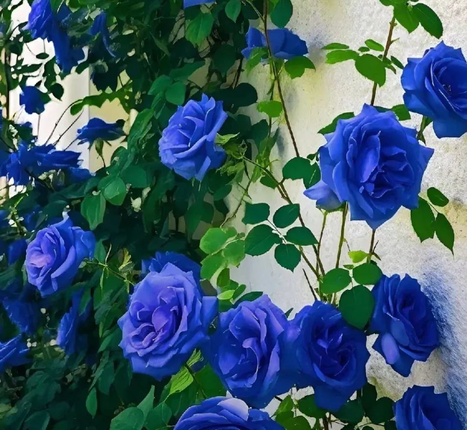 56% OFF✨100 Pcs Rare Climbing Rose Seeds🌹