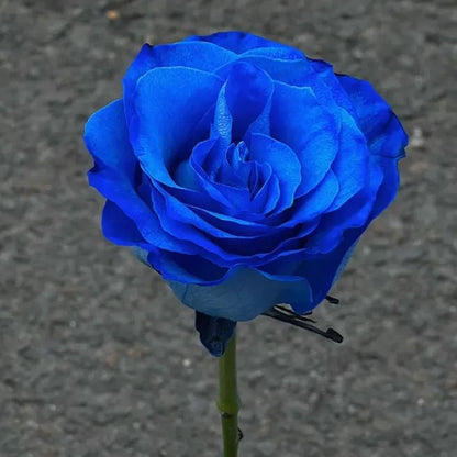 💥53% OFF 💙Blue Enchantress Mix Blue Rose Seeds✨