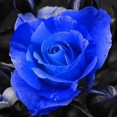 💥53% OFF 💙Blue Enchantress Mix Blue Rose Seeds✨