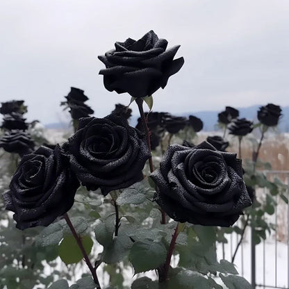 ✨Erdor Black Rose Seeds🖤