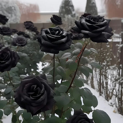 ✨Erdor Black Rose Seeds🖤