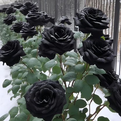 ✨Erdor Black Rose Seeds🖤