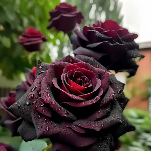 Velvet Red Black Rose Seeds💖