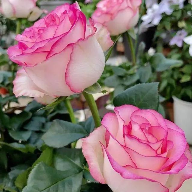 ☀️Elsa Roses Seeds🩷