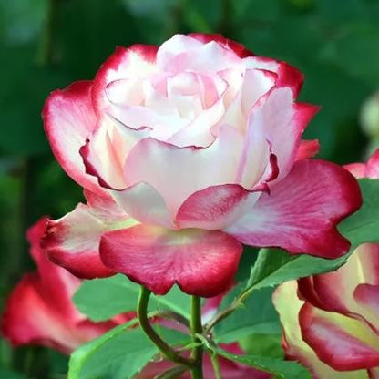 ☀️Elsa Roses Seeds🩷