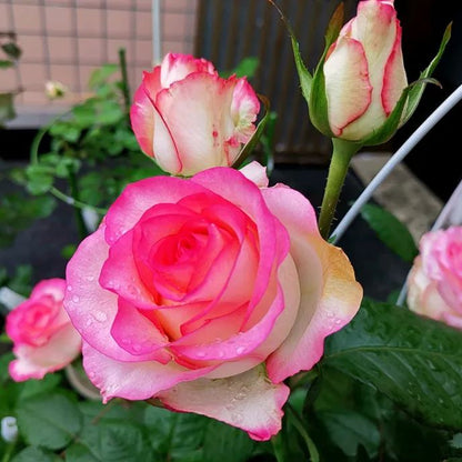 ☀️Elsa Roses Seeds🩷