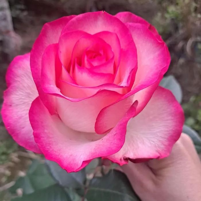 ☀️Elsa Roses Seeds🩷