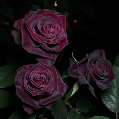 🌹Rare Black Baccara Rose Seeds🖤A black rose with a super velvety feel!