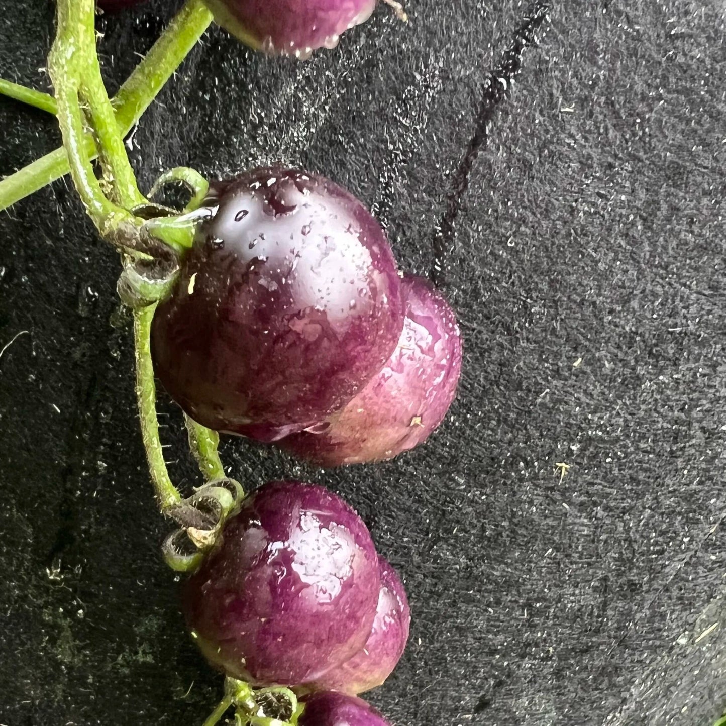 💙🍅Bosque Blue Tomato Seeds | Organic