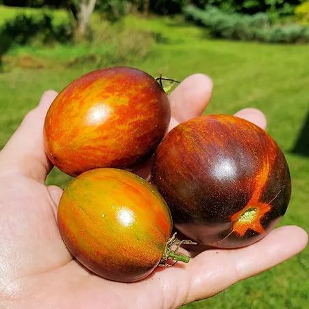 🔥💜Purple Dragon Tomato Seeds