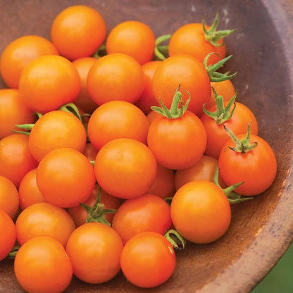 🧡🍅Gold Sun Sweet Orange Cherry Tomatoes Seeds