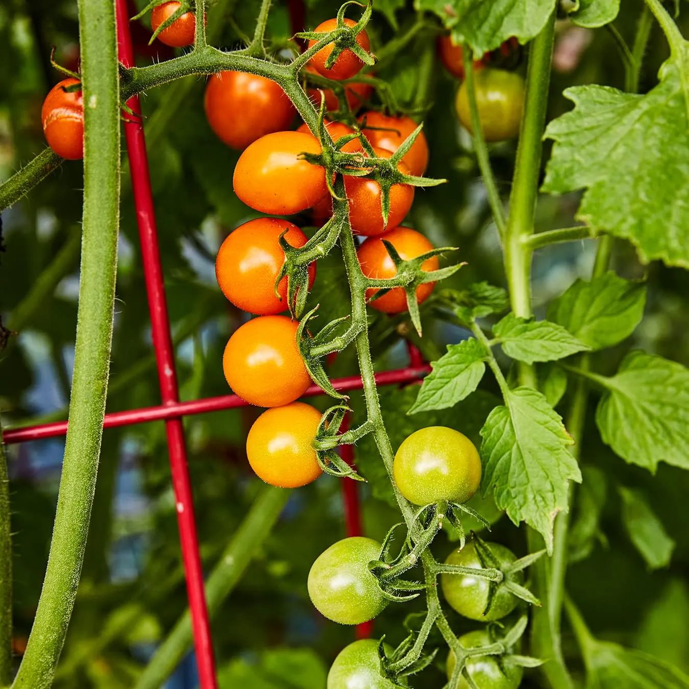 🧡🍅Gold Sun Sweet Orange Cherry Tomatoes Seeds