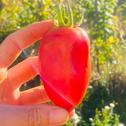 🍅💥San Marzano Tomato Seeds - A reference of Italian dishes