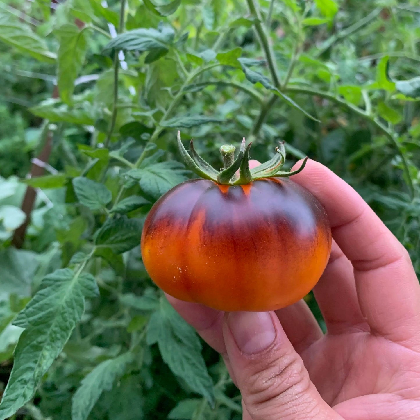 Lucid Gem Tomato Seeds