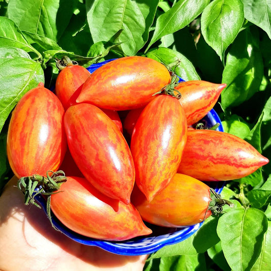 Pink Tiger Tomato Seeds