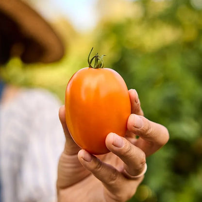 Vivacious Hybrid Tomato Seeds