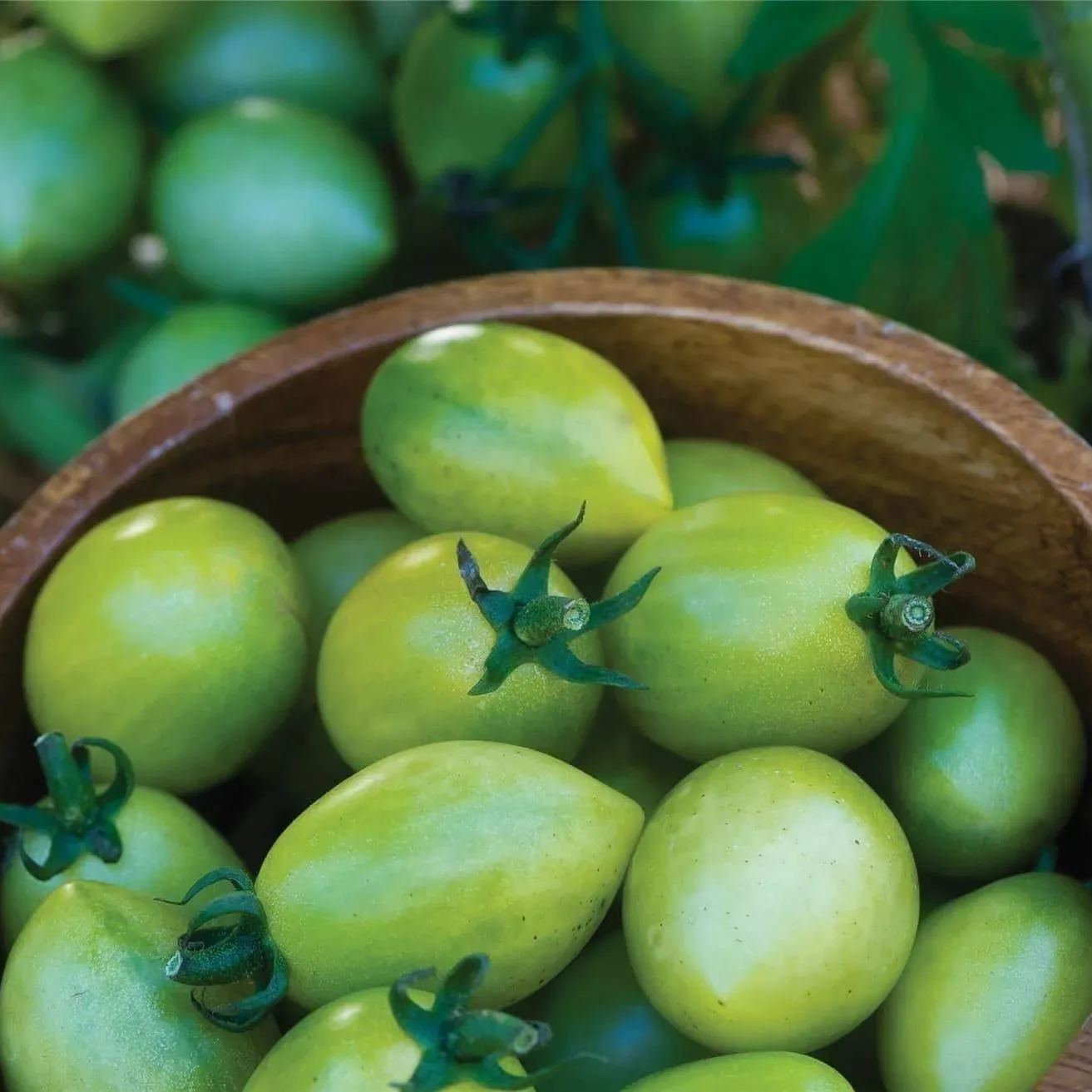 Green Envy Tomato Seeds