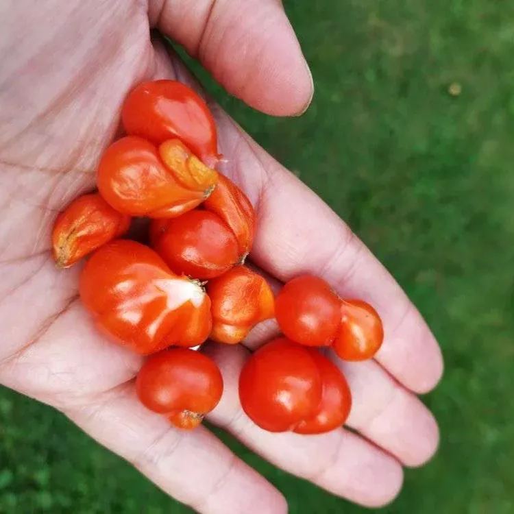 🔥🍅Tomato Reisetomate Seeds