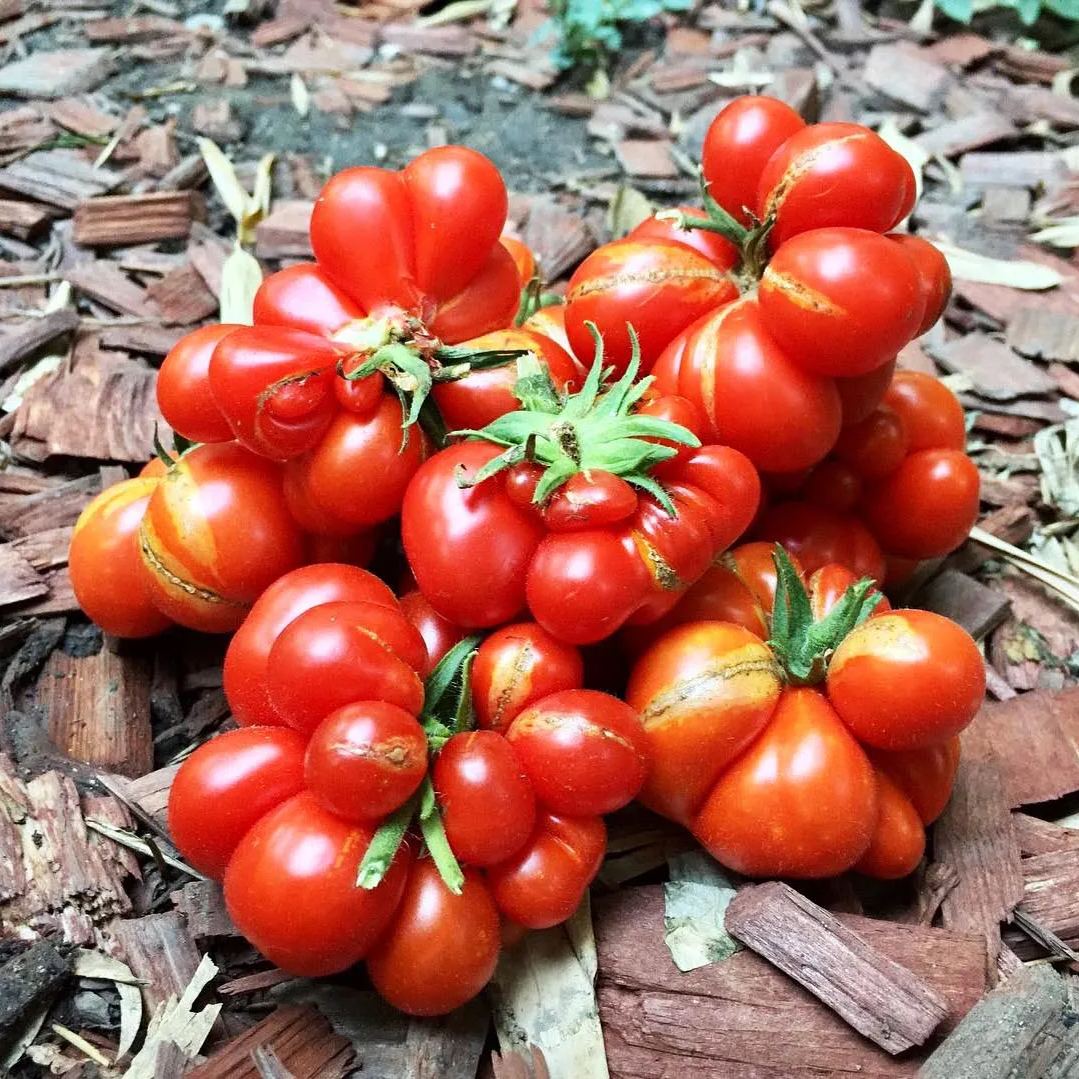 🔥🍅Tomato Reisetomate Seeds – Seedslover