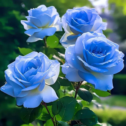 🪼Luminous Blue Frost Rose Seeds💡