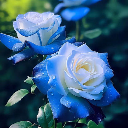 🪼Luminous Blue Frost Rose Seeds💡