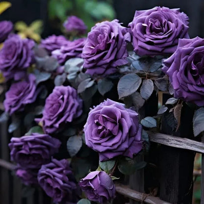 Purple Magician Rose Seeds🪄