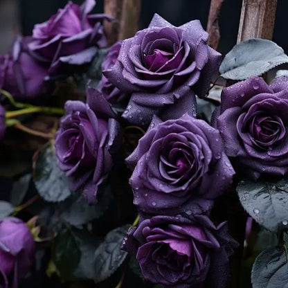 Purple Magician Rose Seeds🪄