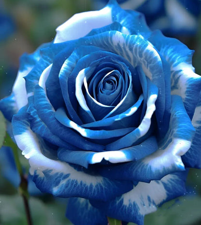 Gradient blue and white rose seeds