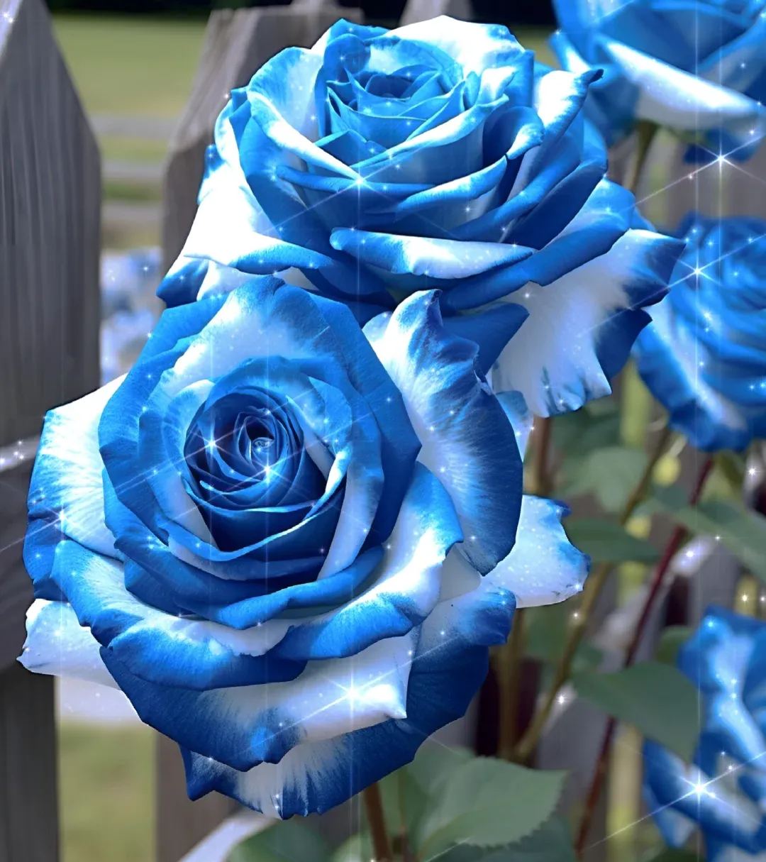 Gradient blue and white rose seeds