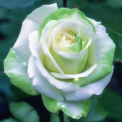 Fragrant green rose seeds🌿