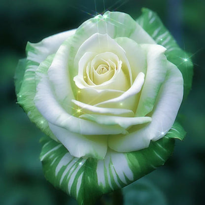 Fragrant green rose seeds🌿