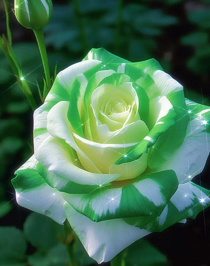 Fragrant green rose seeds🌿