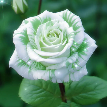 Fragrant green rose seeds🌿