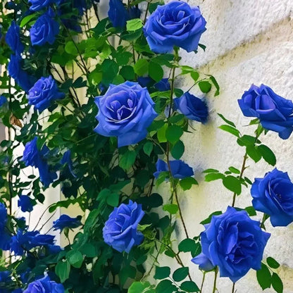 Blue Climbing Rose Seeds💙