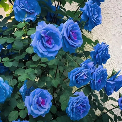 Blue Climbing Rose Seeds💙