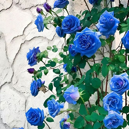 Blue Climbing Rose Seeds💙