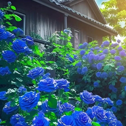 Blue Climbing Rose Seeds💙