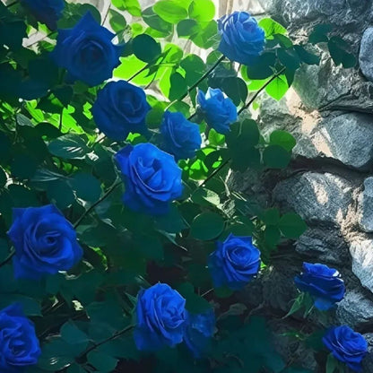 Blue Climbing Rose Seeds💙