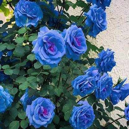 Blue Climbing Rose Seeds💙