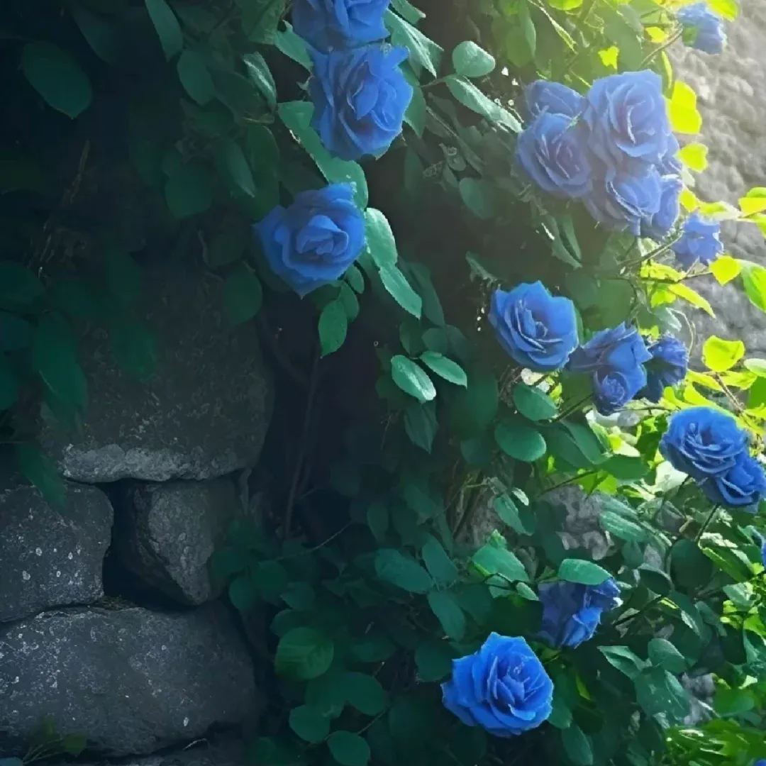 Blue Climbing Rose Seeds💙