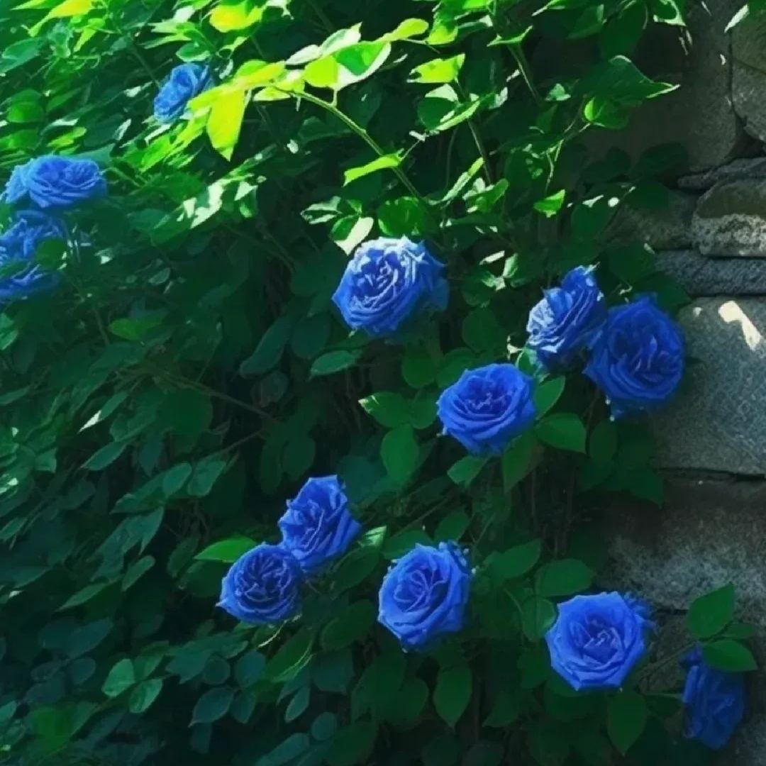 Blue Climbing Rose Seeds💙