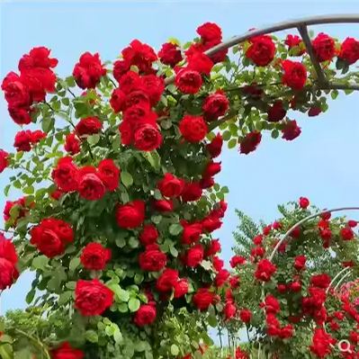 Red Climbing Rose Seeds