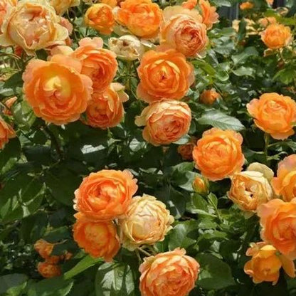 Orange climbing rose seeds