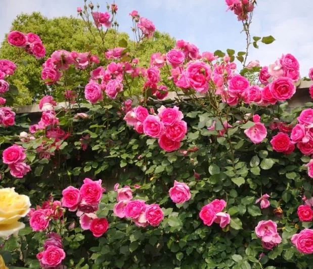 Pink Climbing Rose Seed