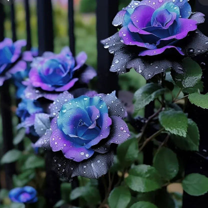 Purple Mandala Rose Seeds