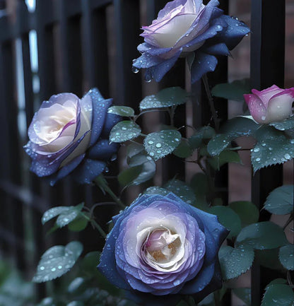 Rare Black Pink Rose Seeds